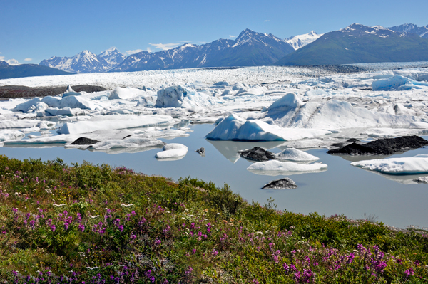 Knik Glacier and fireweed